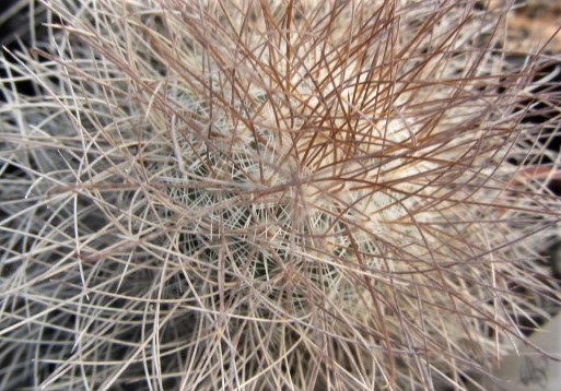 Mammillaria <br>rekoi leptacantha