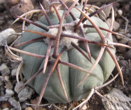 Echinocactus <br>horizonthalonius