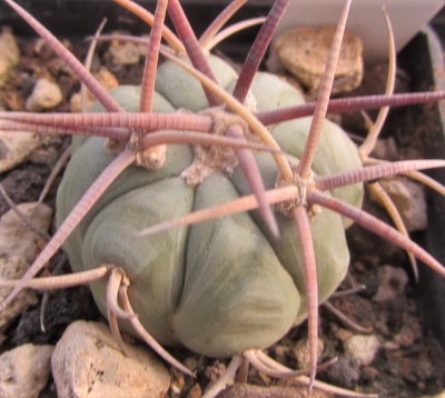 Echinocactus <br>horizonthalonius