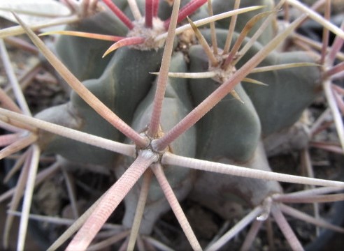 Ferocactus <br>cylindraceus eastwoodie