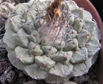Strombocactus <br>disciformis