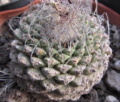 Strombocactus <br>disciformis
