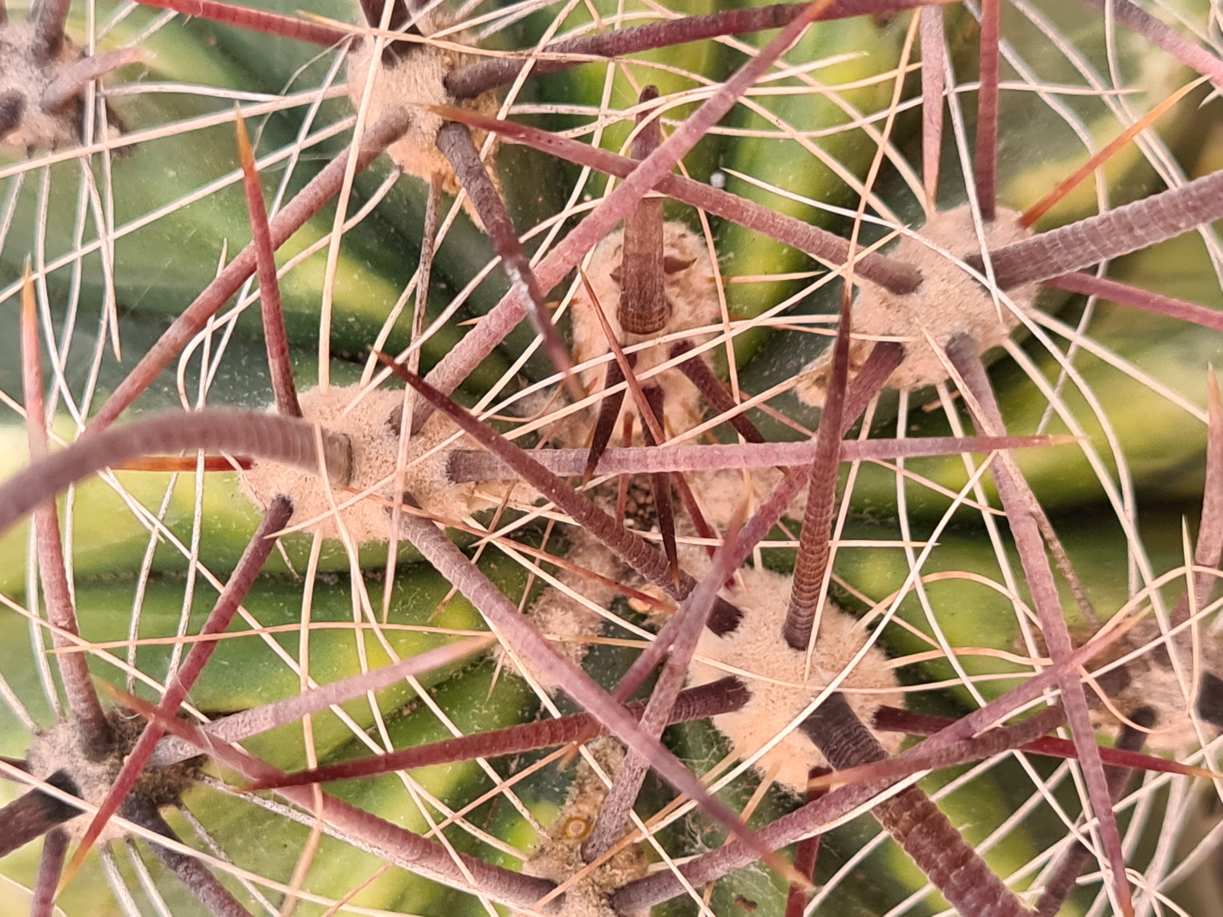 Ferocactus <br>gracilis gatesii forma