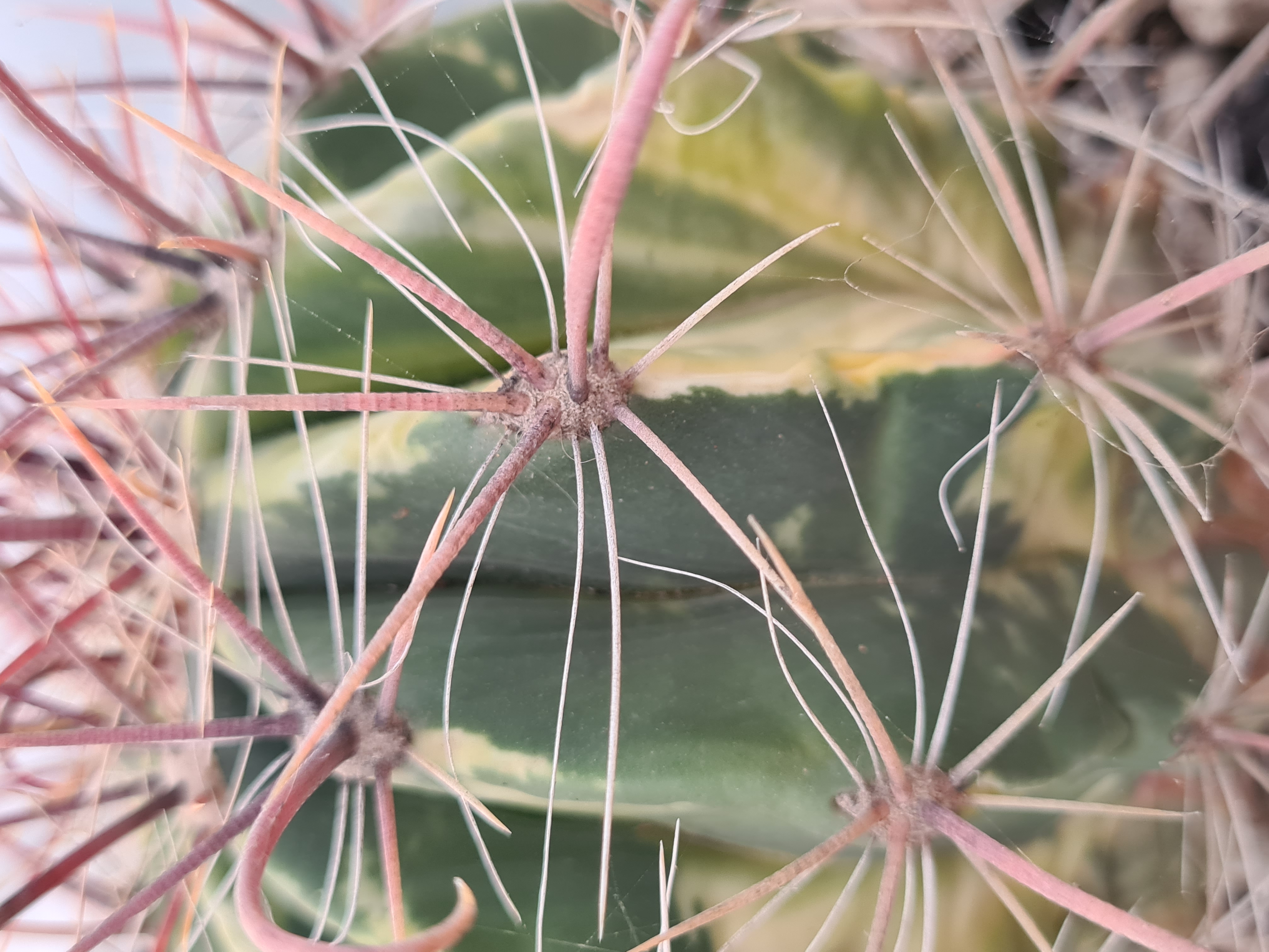 Ferocactus <br>gracilis gatesii forma