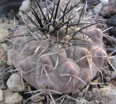 Copiapoa <br>longistaminea