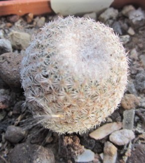 Epithelantha greggii