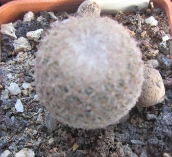 Epithelantha <br>greggii