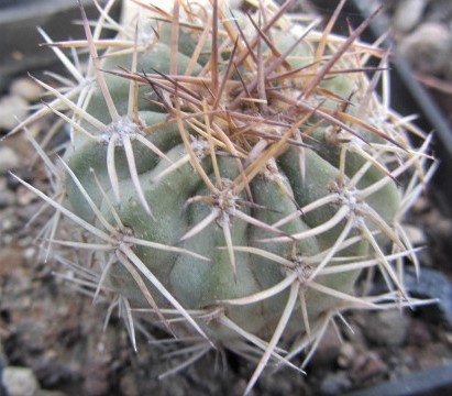 Acanthocalycium <br>thionanthum fma