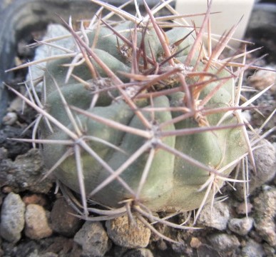Acanthocalycium <br>thionanthum fma
