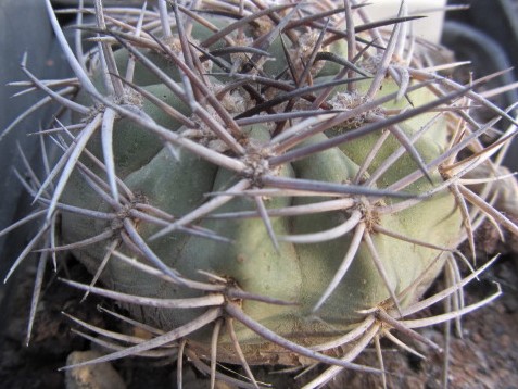 Acanthocalycium <br>thionanthum fma