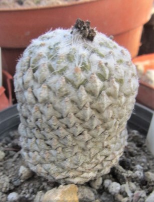 Encephalocarpus <br>strobiliformis 