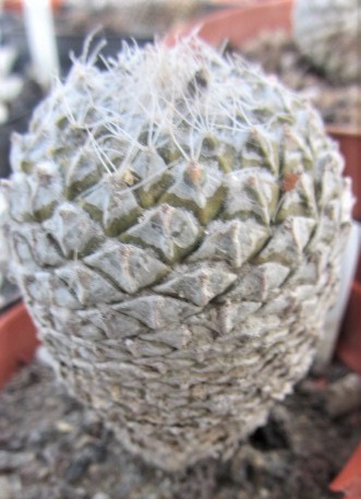 Encephalocarpus <br>strobiliformis 