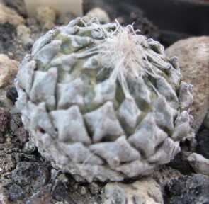 Encephalocarpus <br>strobiliformis 