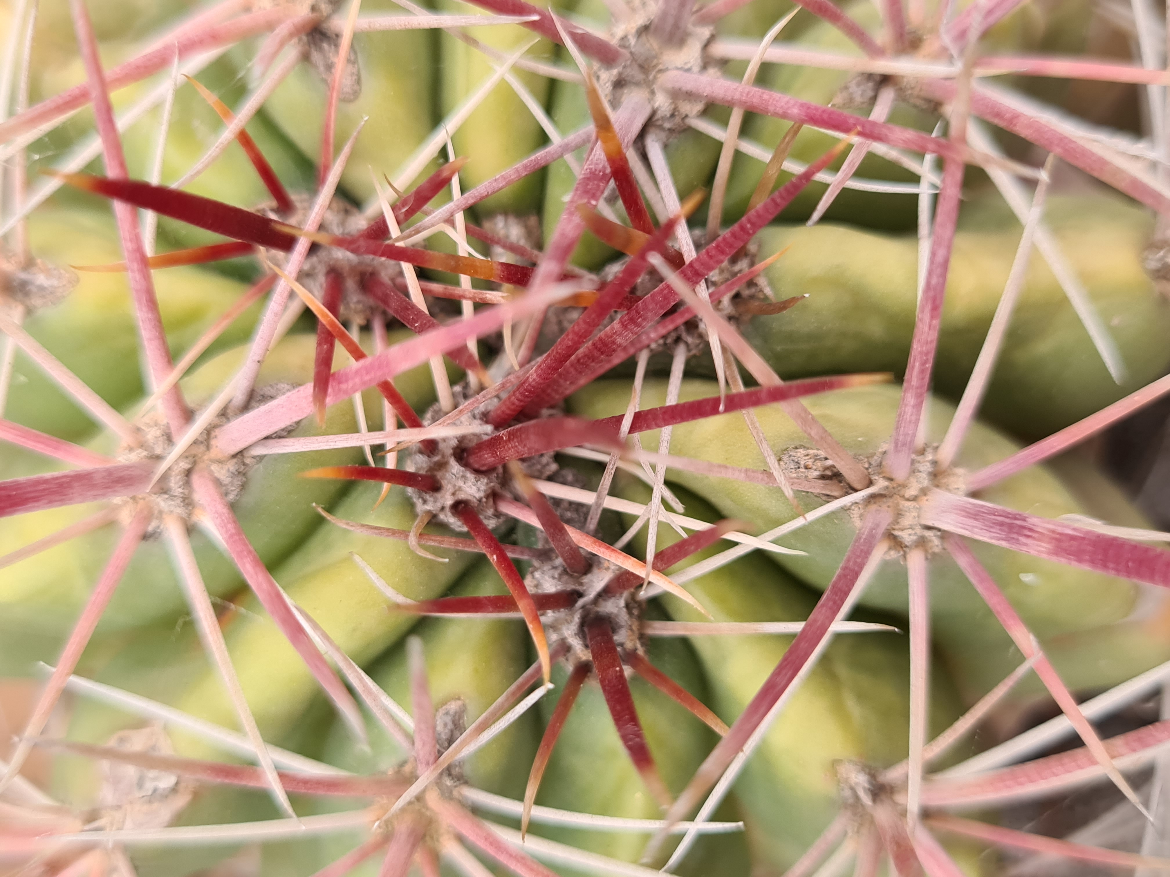 Ferocactus <br>viridesces