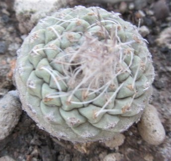Strombocactus <br>disciformis
