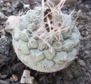 Strombocactus <br>disciformis