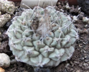 Strombocactus <br>disciformis