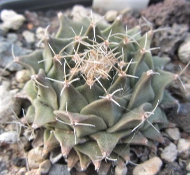 Obregonia <br>denegri