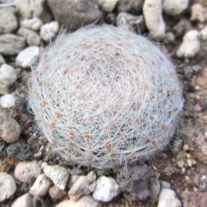 Mammillaria <br>lenta