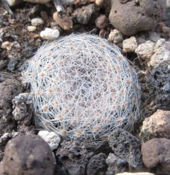 Mammillaria <br>lenta
