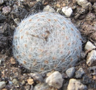 Mammillaria <br>lenta