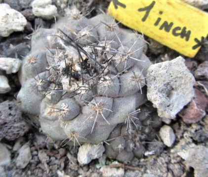 Copiapoa <br>hypogaea 