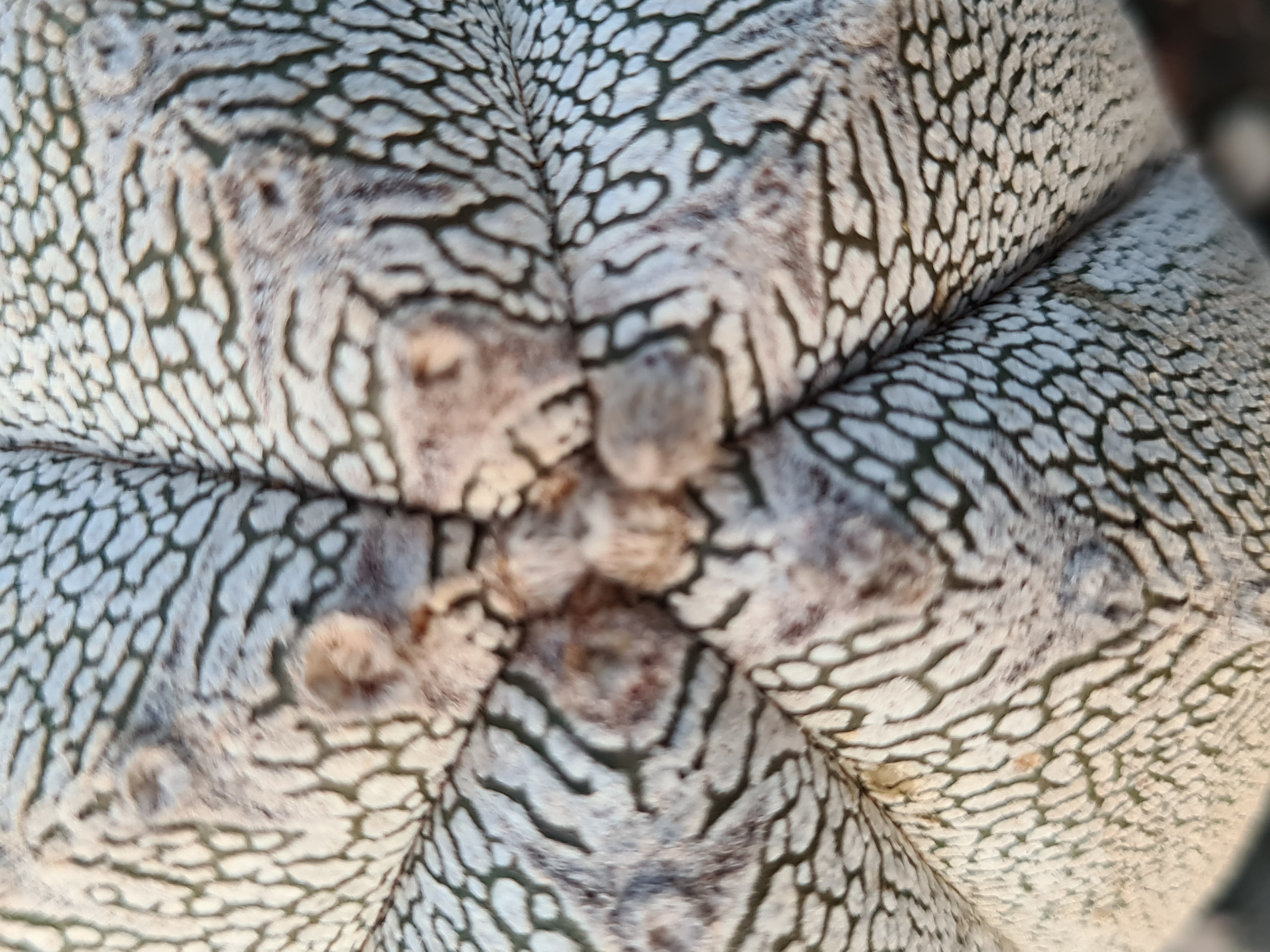 Astrophytum <br>onzuka