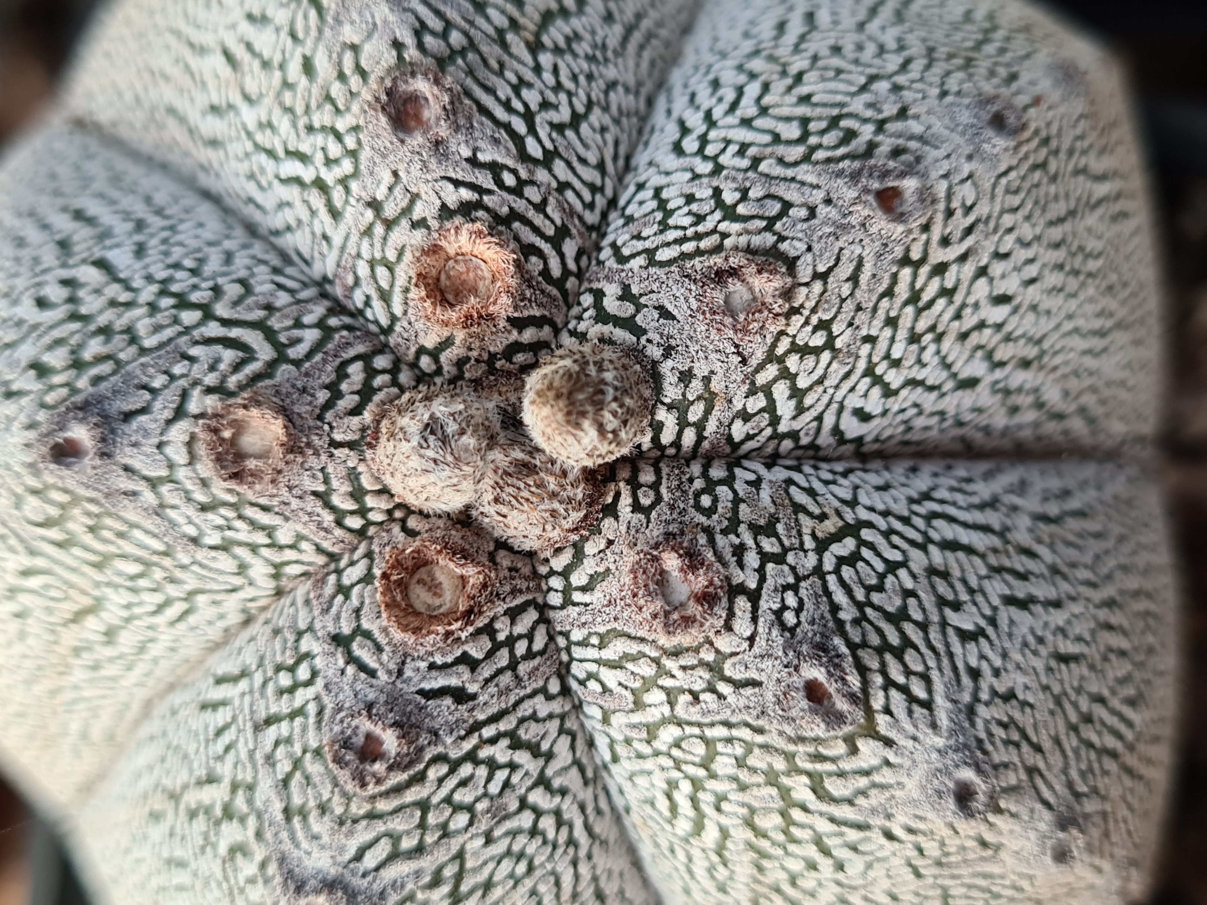 Astrophytum <br>onzuka