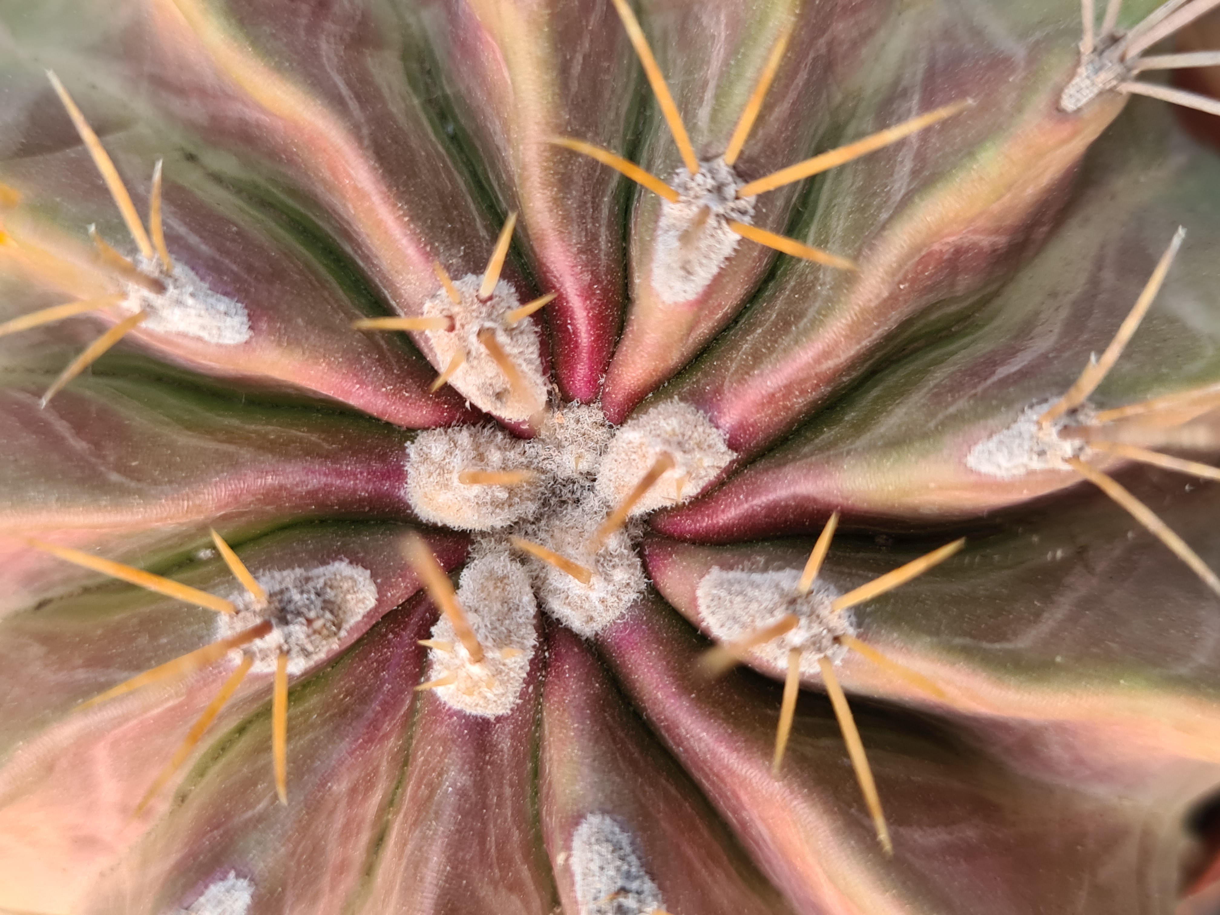 Ferocactus <br>echidne