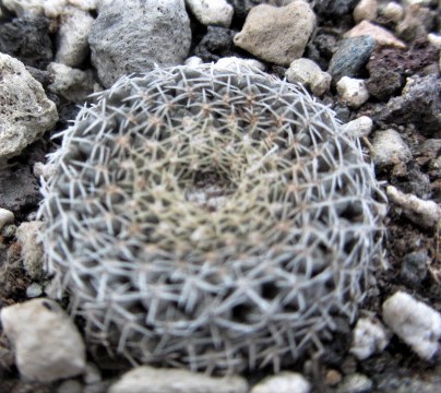 Thelocephala <br>odieri gigantea