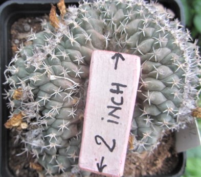 Turbinicarpus <br>lophophoroides crest