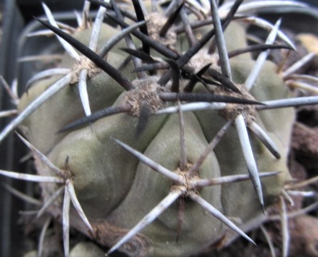 Copiapoa <br>echinoides