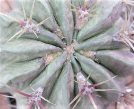 Ferocactus <br>macrodiscus