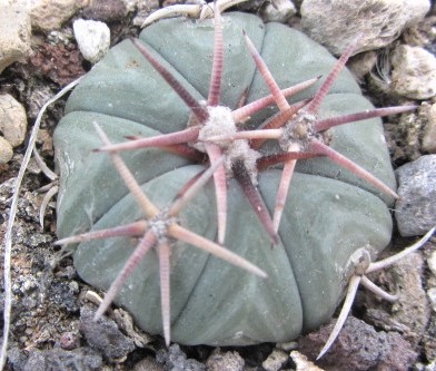 Echinocactus <br>horizonthalonius