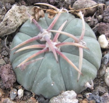 Echinocactus <br>horizonthalonius