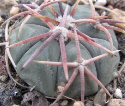 Echinocactus <br>horizonthalonius