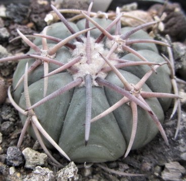 Echinocactus <br>horizonthalonius