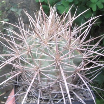 Echinocactus <br>polycephalus xeranthemoides