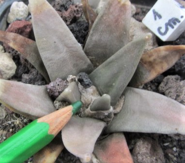 Ariocarpus retusus elongatus