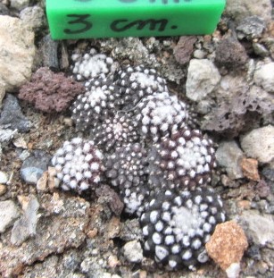 Copiapoa <br>tenuissima mostrosa clone b