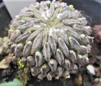 Pelecyphora <br>aselliformis