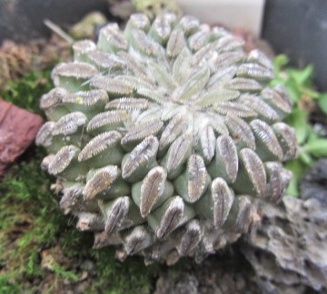 Pelecyphora <br>aselliformis
