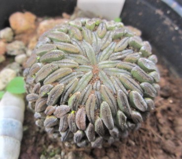 Pelecyphora <br>aselliformis