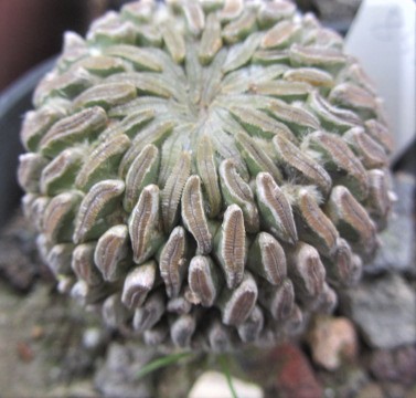 Pelecyphora <br>aselliformis