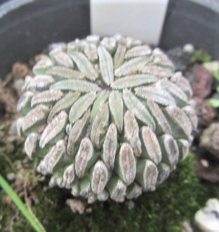 Pelecyphora <br>aselliformis
