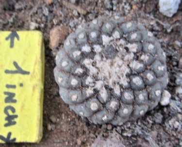 Copiapoa <br>tenuissima mostrosa clone d