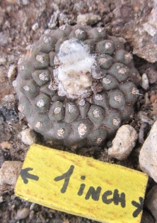 Copiapoa <br>tenuissima mostrosa clone d