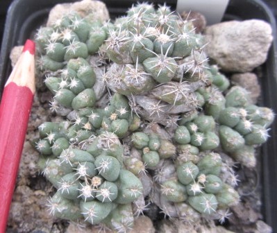 Coryphantha runyoni inermis
