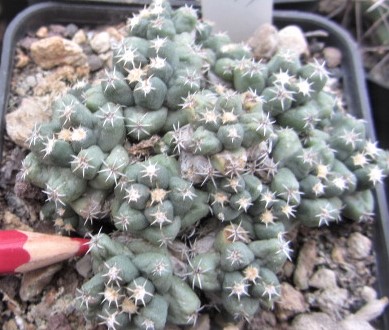 Coryphantha runyoni inermis