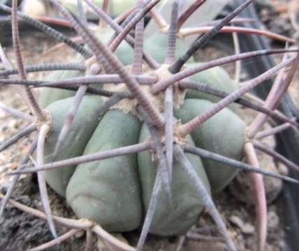 Echinocactus <br>horizonthalonius